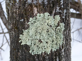 lichen common tree greenshield bark caperata growing yard modern google